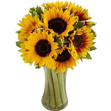 Endless Summer Sunflower Arrangement in a Vase