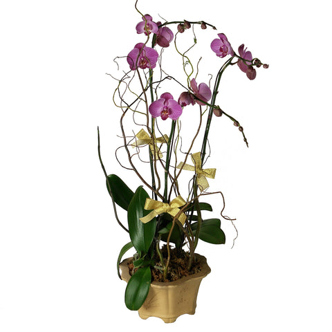 Deluxe Phalaenopsis (Butterfly Orchids) Arrangement